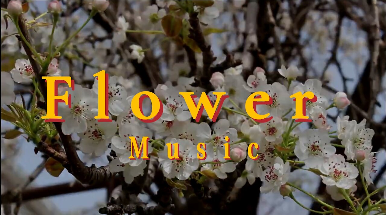 Flower Background Music