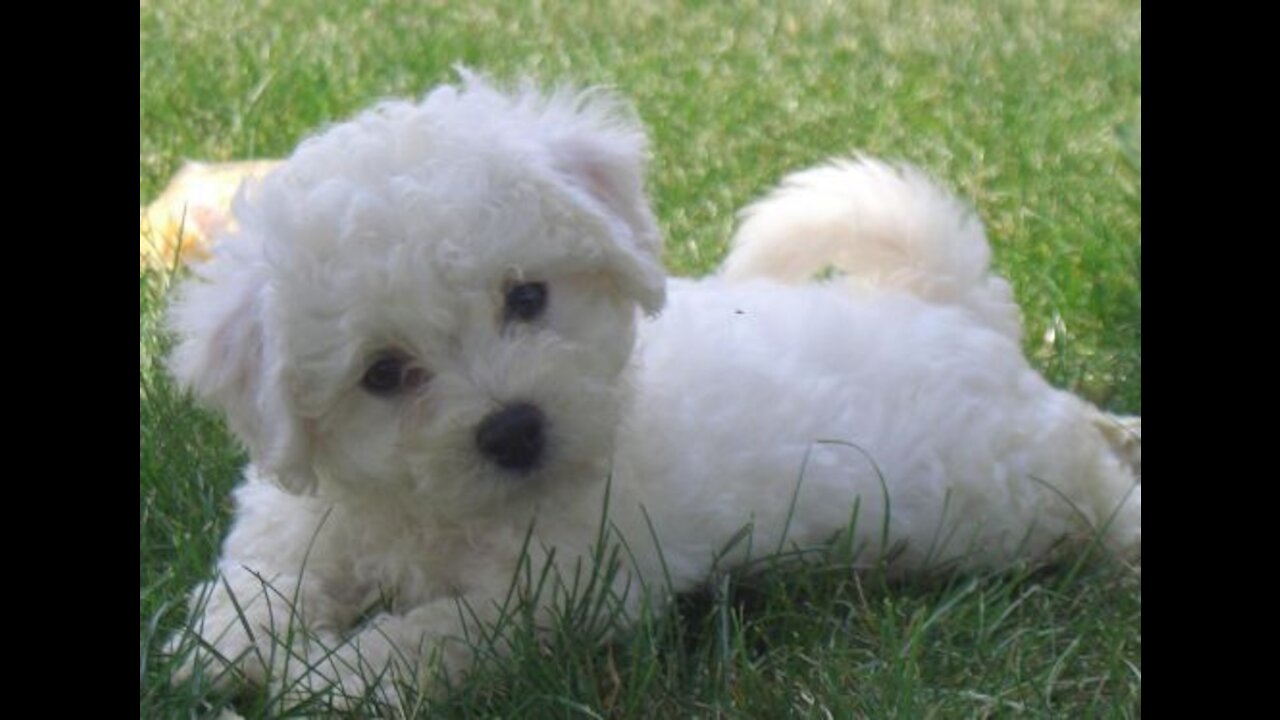 Bichon frise puppies