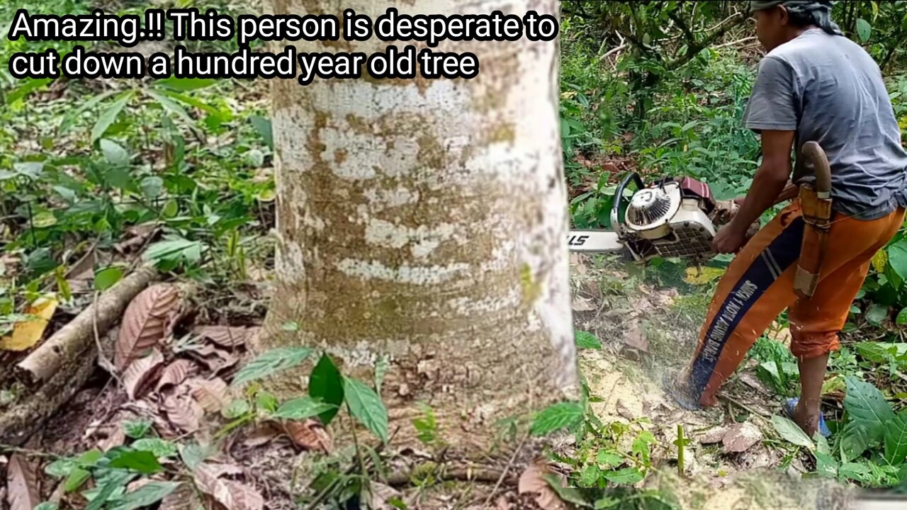 Amazing.!! This person is desperate to cut down a hundred year old tree