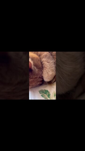 The Way Cats Sleep is so Cute 🐱 #catvideos