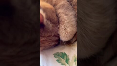 The Way Cats Sleep is so Cute 🐱 #catvideos