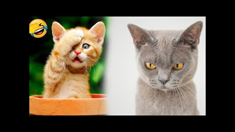 Funny animals - Funny cats / dogs - Funny animal video Compilation number