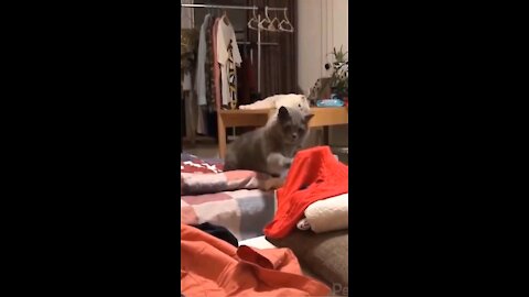 Funny videos 3
