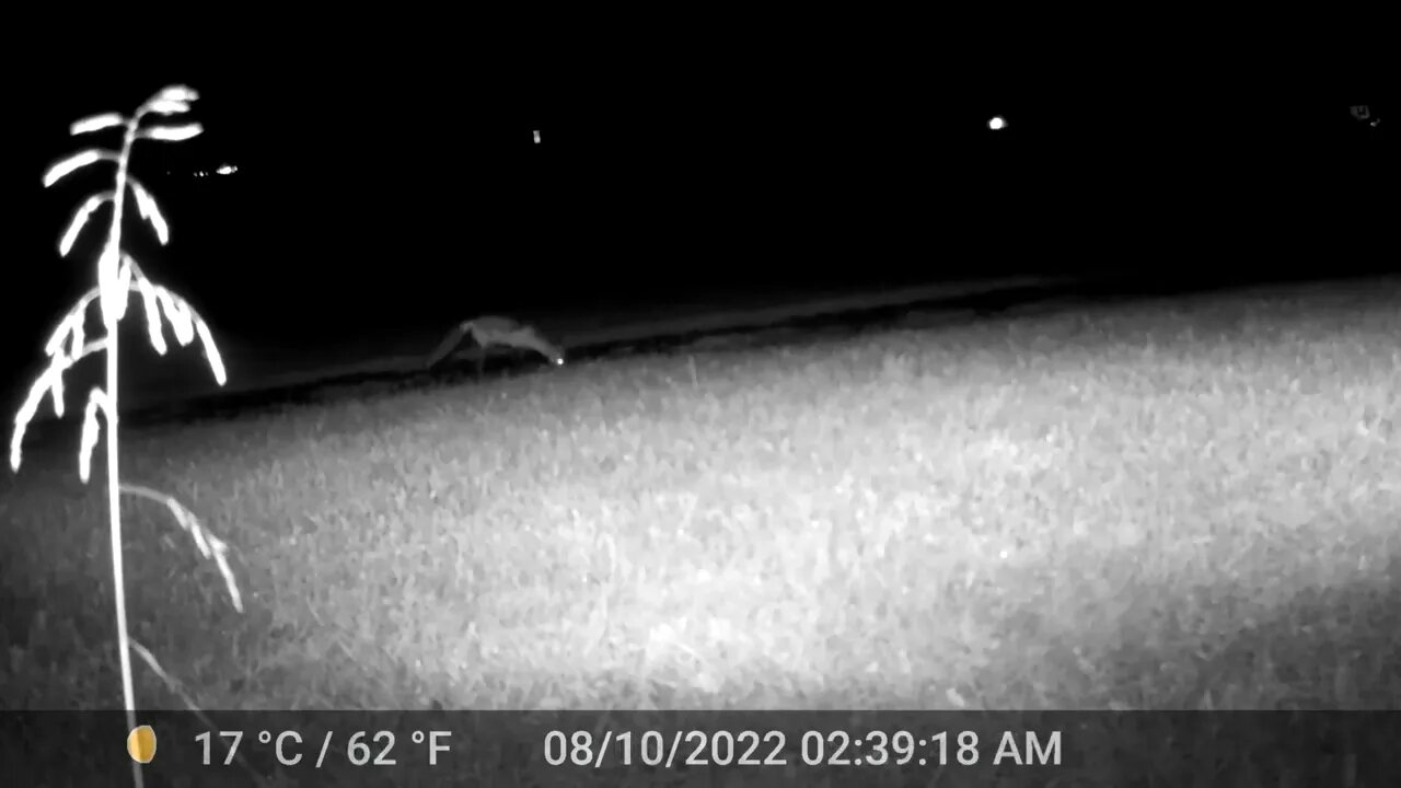 TrailCam: Fox near the hen house