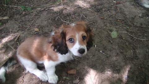 The cutest little girl Cavapoo you've ever seen..?