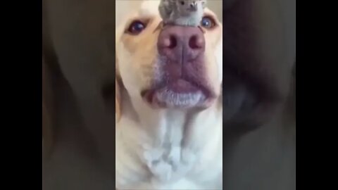 funny wild animal short videos #shorts