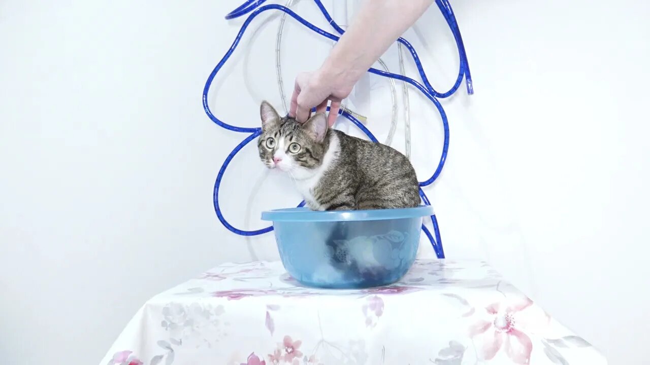 Cute Kitten Gets a Head Scratch