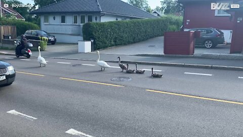 Family of swans relax in middle of road and cause long traffic queues