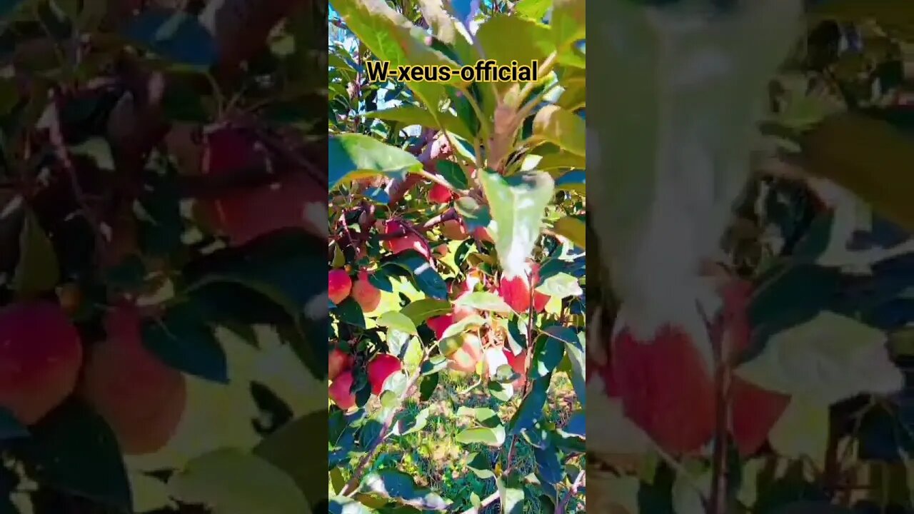 APPLE 🍎 SEASON OF KASHMIR #viral #trending #whatsappstatus #freefire w-xeus-official