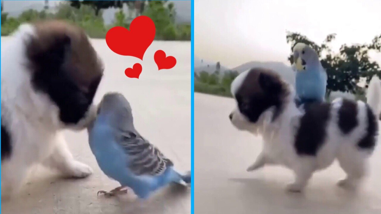 Birds perched on the back of a cute puppy playing