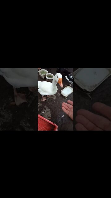 Good morning Ezra 23rd November 2022