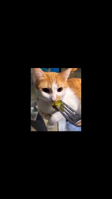 Sniffing the broccoli #shorts