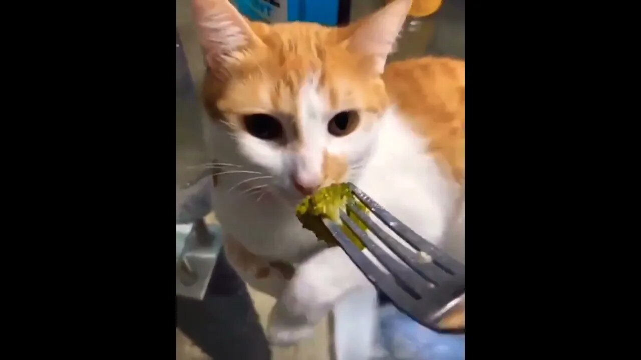 Sniffing the broccoli #shorts