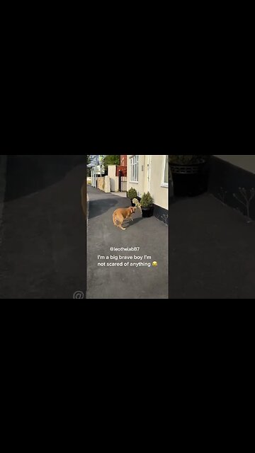 Brave dog 🐕 🤣😍 #dog #shorts