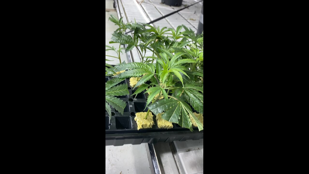 Population of rooted clones