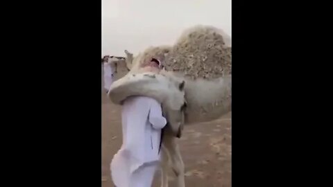 Camel greeting his herder who was absent for a few days