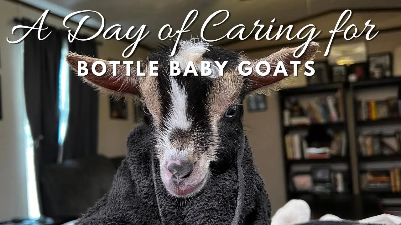 Spend A Day Taking Care of Baby Goats