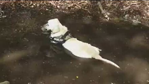 Un golden retriever en pleine extase dans une mare de boue