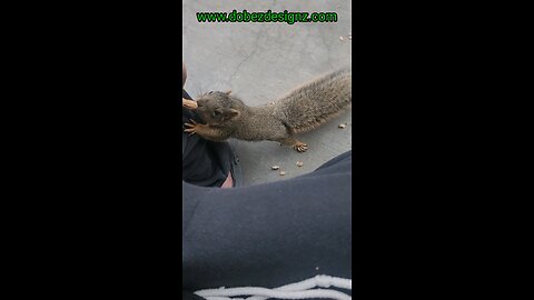 Raquel is my squirrel girl! #thesquirrelwhisperer #squirrel #squirrelvideo #wildlifevideos #maga