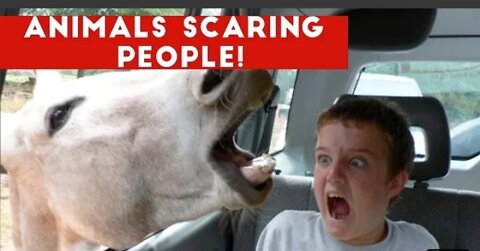 Funniest Animals Scaring People Reaction 2022| Funny Pets Video