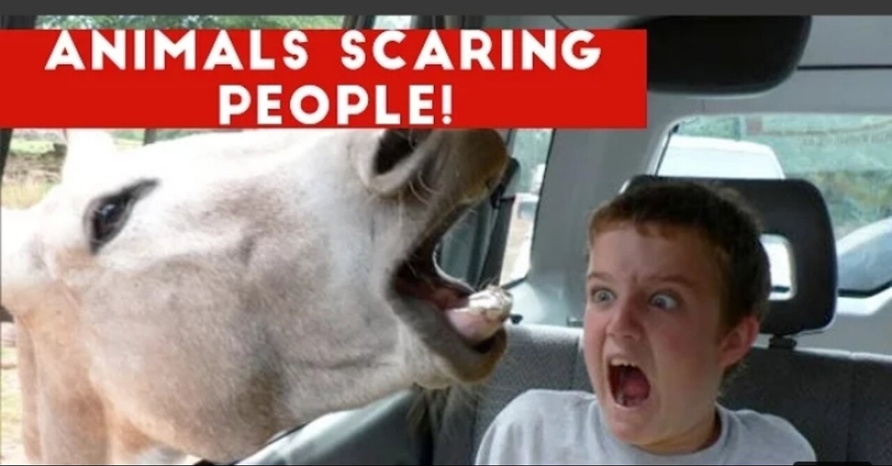 Funniest Animals Scaring People Reaction 2022| Funny Pets Video