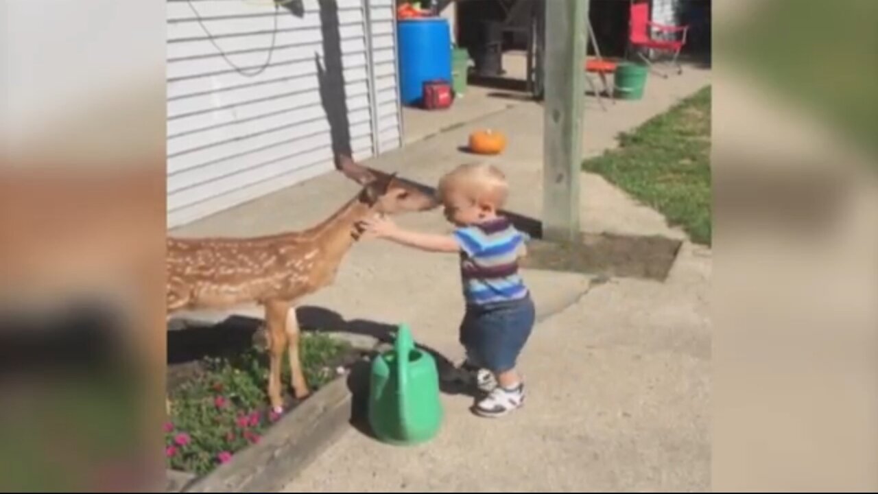 Little Boy and a Baby Deer Friendship