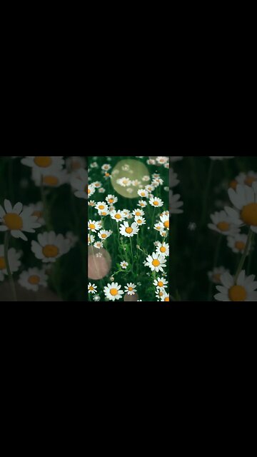 1 Minute Meditation I'M GRATEFUL FOR A PRODUCTIVE DAY #shorts #youtubeshorts #1minutemeditation