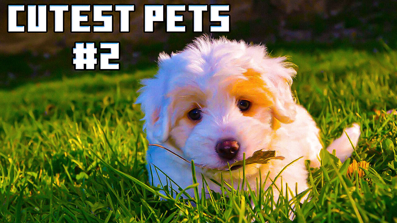 Cutest Dogs Compliation Episode 2