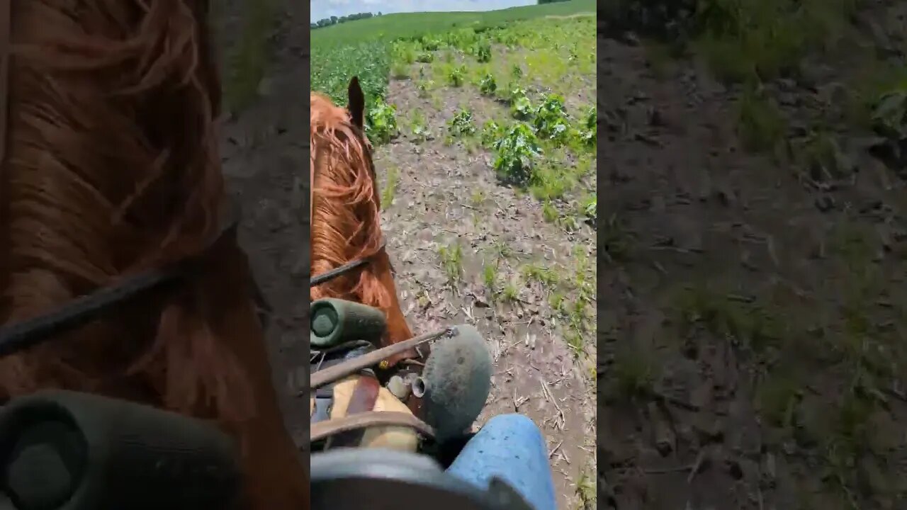 Cajun Horseman Doing Horse Stuff Through Bean Field 🫛 w/ NO BEANS 😲🐴