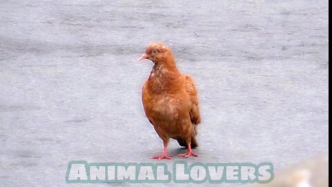 Animal Lovers 6 Brown Pigeon