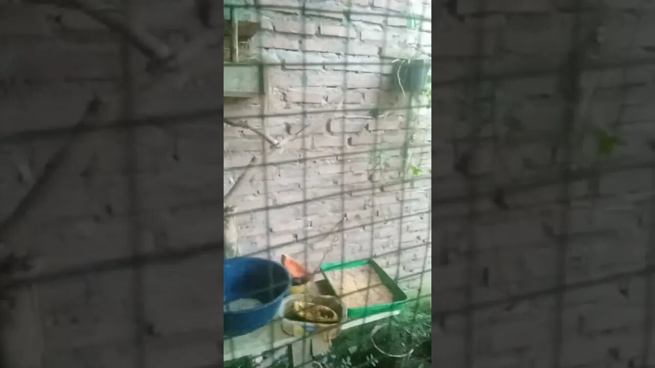 penangkaran pancawarna hybrid robin