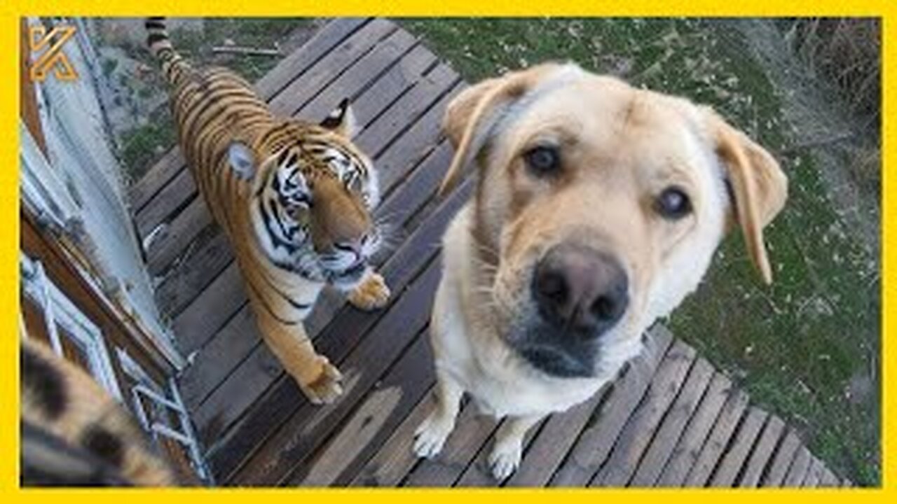 🐕 When your dog brings home a friend 🙈🤣Funniest Dog Ever!