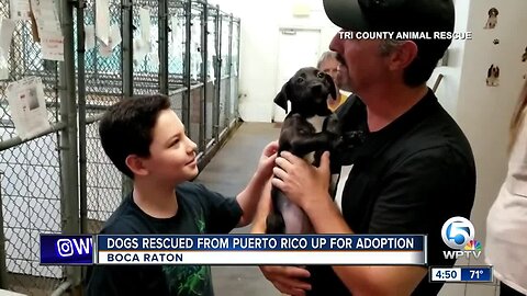 Dogs rescued from Puerto Rico up for adoption in Boca Raton