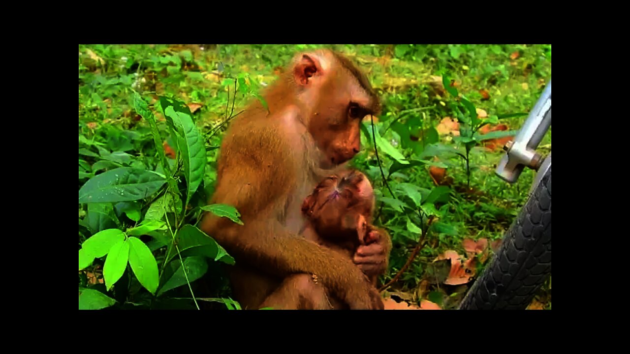 Lunch Time For Babies Orphans Monkeys With Dragon Fruit #bbmonkeys 2