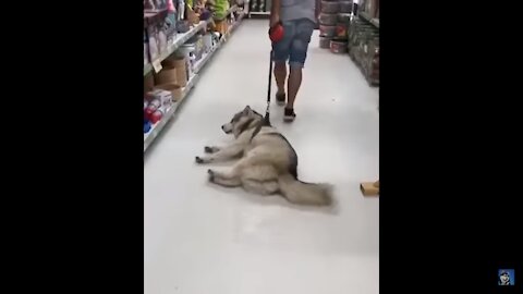 Funny Husky Refuses To Leave Food Store!