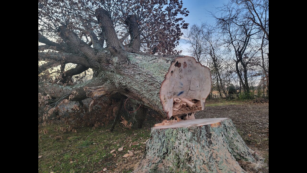 200-PLUS-YEAR-OLD TREE COMES TUMBLING DOWN