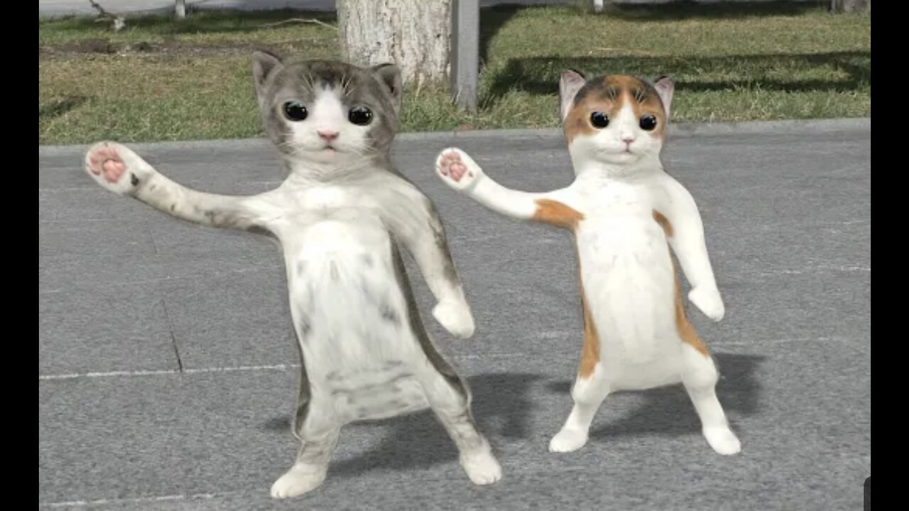 Dancing cats