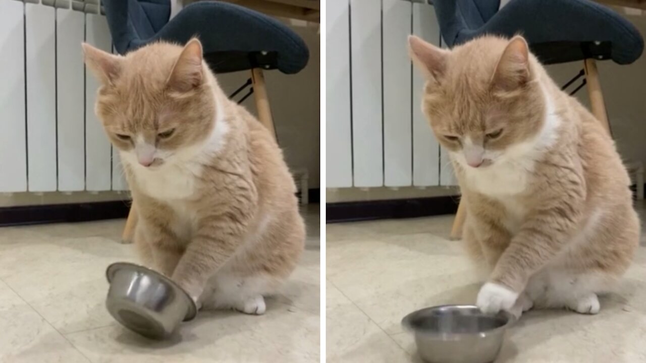 Clever cat palys with food bowl to ask for dinner