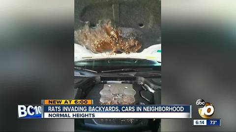 Rats invading Normal Heights backyards, cars