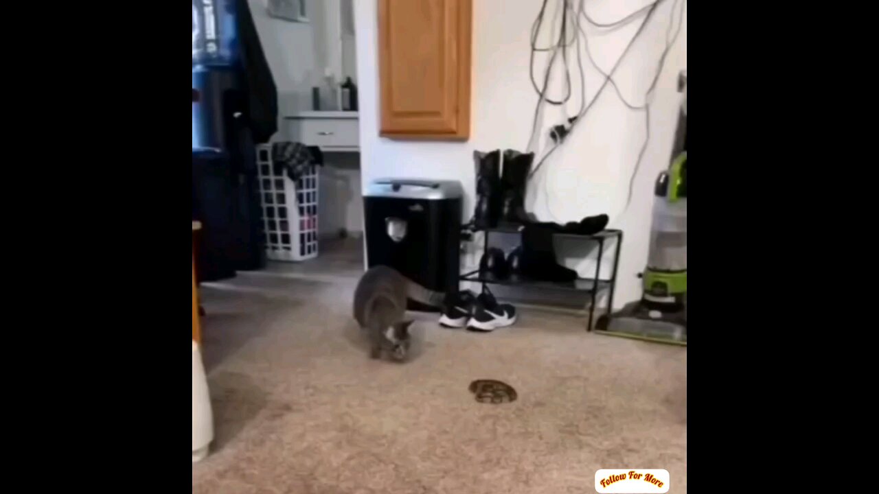 funniest cat having fun🤣🤣 trending video