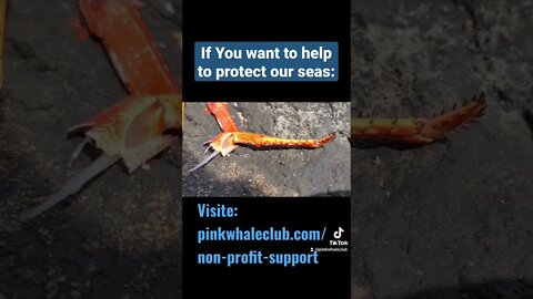 Crab Life #short #shorts #shortvideo #pinkwhaleclub