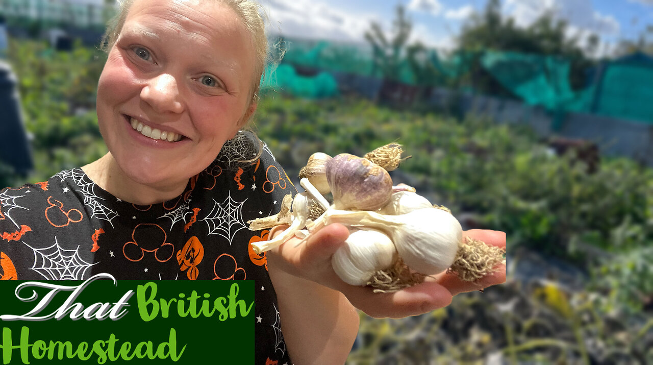 Planting Garlic for Summer Harvest: Allotment Garden