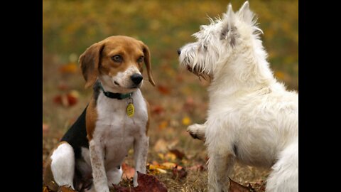 Dog vs hen funny fight scene