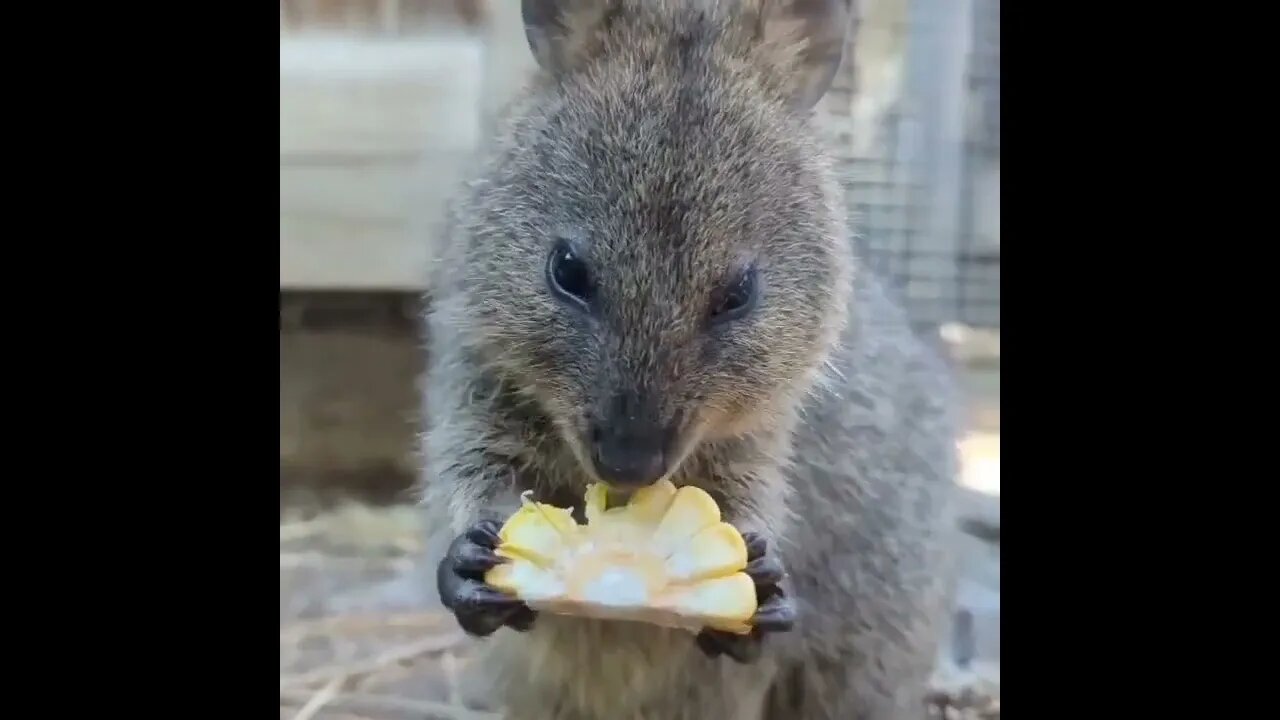 cute funny quokka- 68