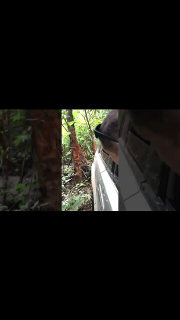 ABRINDO CAMINHOS #offroad #trilha #4x4 #moc #mg #acelerando #cachoeira #meme #viralvideo #shorts