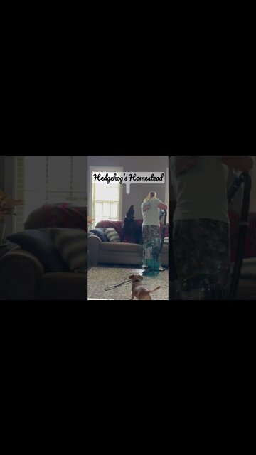 He gets so excited when I vacuum him￼#hedgehogshomestead