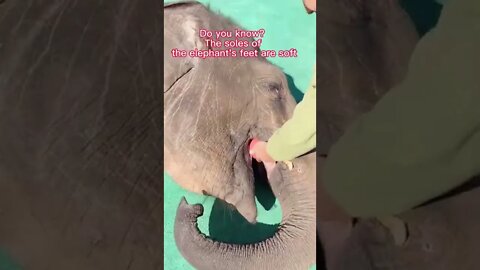 Soft feets 🔥#17 #shorts #satisfying #satisfyingvideo