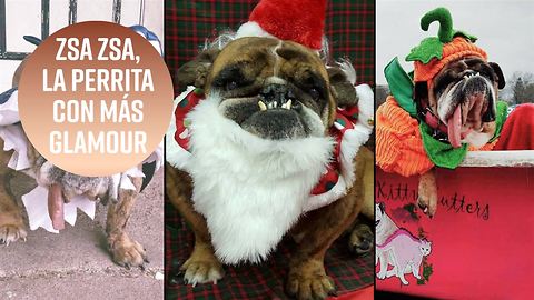 Y el premio al perro más feo del mundo 2018 es para...
