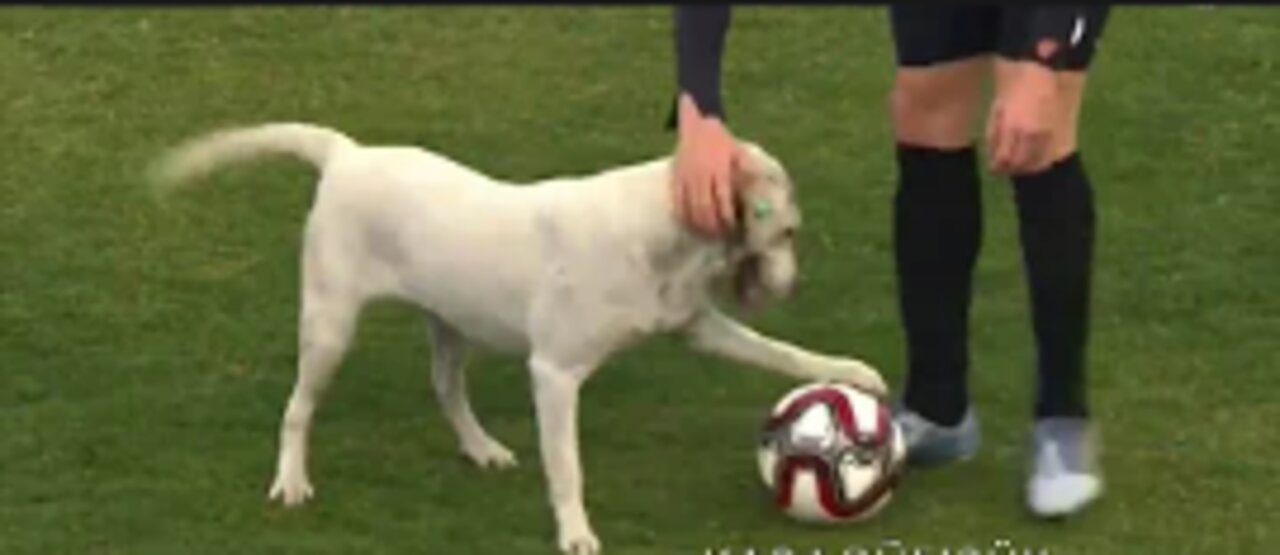 Canine interruption: How a dog brought a football match to a halt