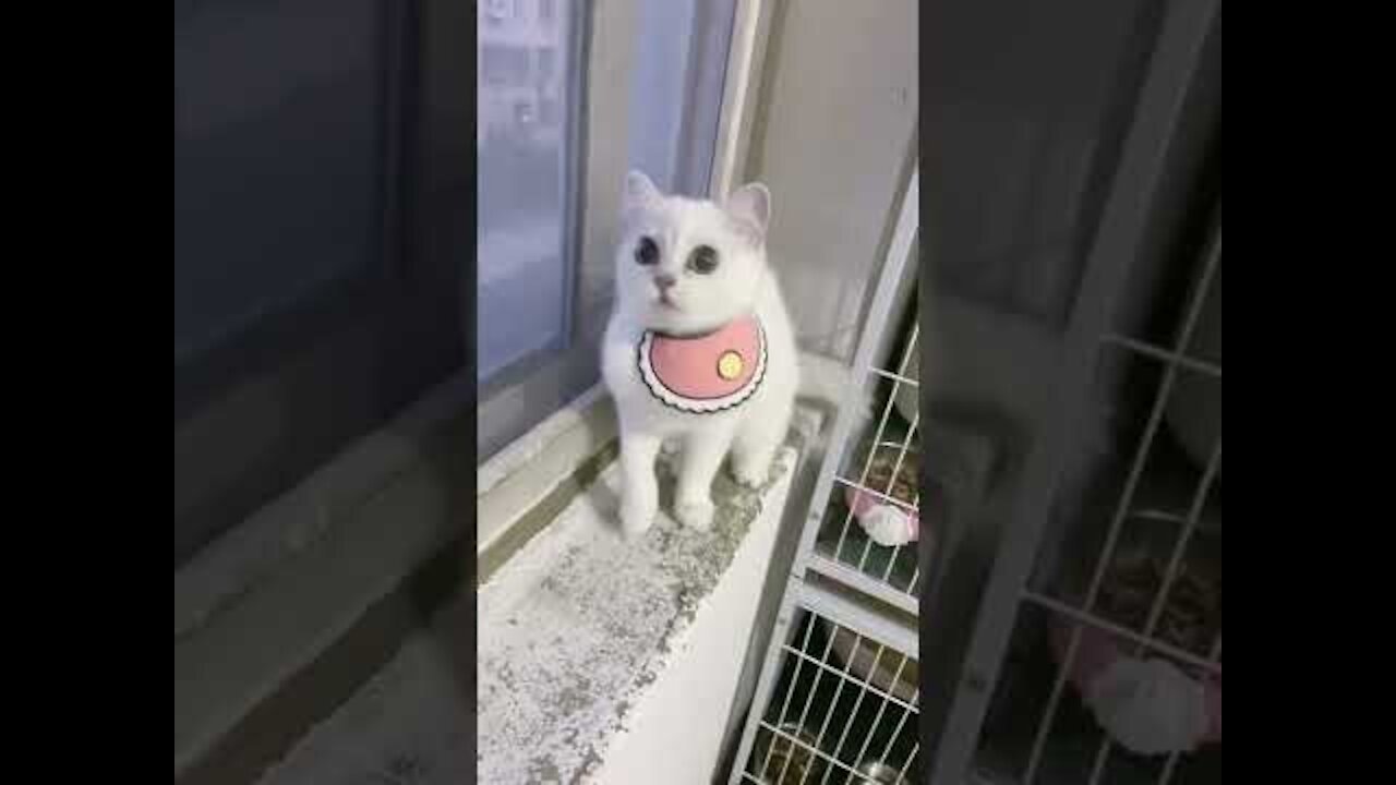 Cute Cat _ Cute Pets Funny Animals Compilation #shorts #531